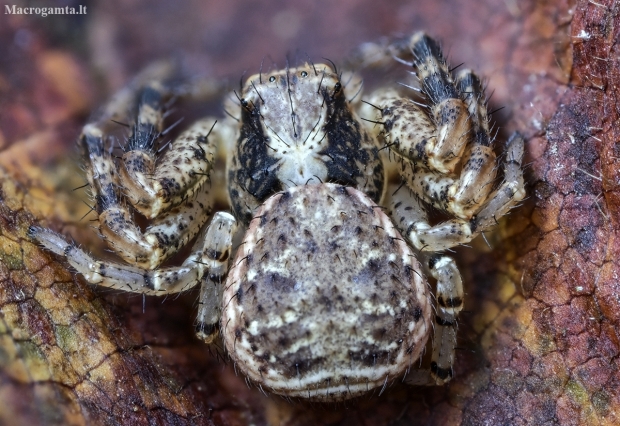 Gorse crab spider - Xysticus audax | Fotografijos autorius : Kazimieras Martinaitis | © Macronature.eu | Macro photography web site