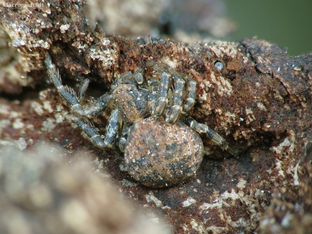 Gorse crab spider - Xysticus audax | Fotografijos autorius : Vidas Brazauskas | © Macronature.eu | Macro photography web site