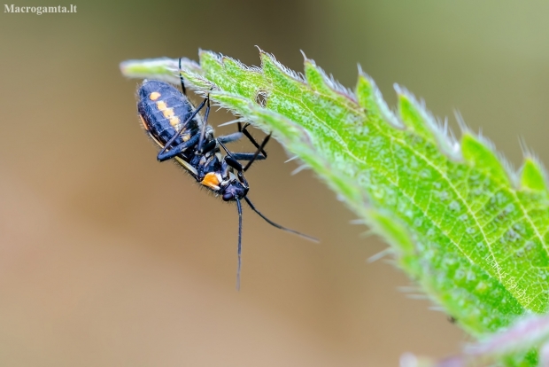 Gothic plant bug | Capsodes gothicus | Fotografijos autorius : Darius Baužys | © Macronature.eu | Macro photography web site