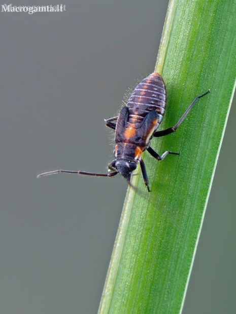 Gothic plant bug - Capsodes gothicus, nymph | Fotografijos autorius : Darius Baužys | © Macronature.eu | Macro photography web site