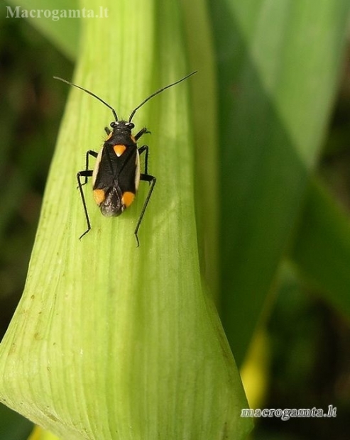 Gothic plant bug - Capsodes gothicus | Fotografijos autorius : Nomeda Vėlavičienė | © Macronature.eu | Macro photography web site