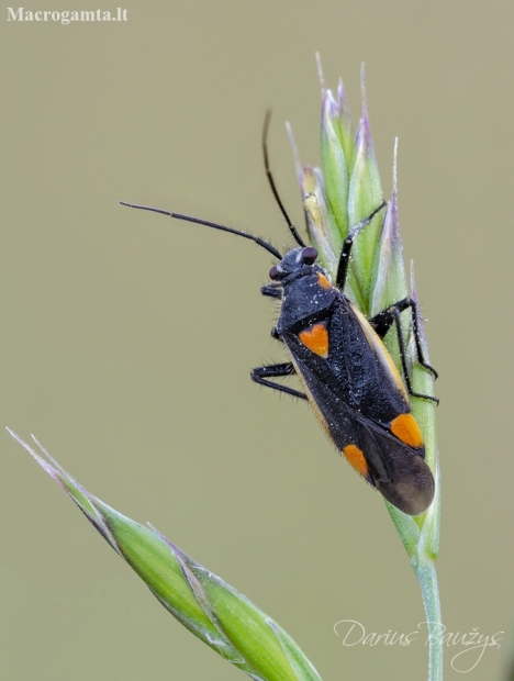 Gothic plant bug | Fotografijos autorius : Darius Baužys | © Macronature.eu | Macro photography web site