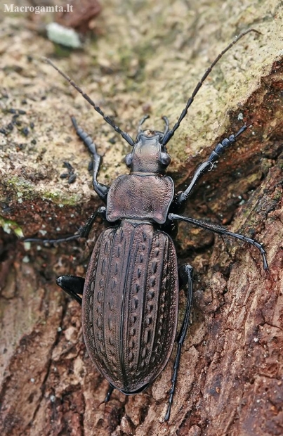 Granulated ground beetle - Carabus granulatus  | Fotografijos autorius : Gintautas Steiblys | © Macronature.eu | Macro photography web site