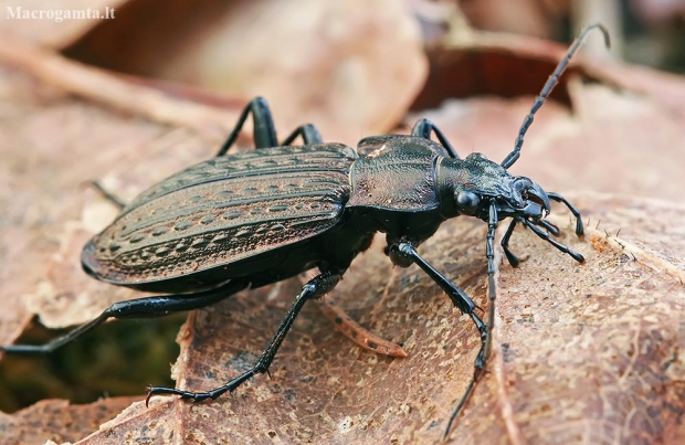 Granulated ground beetle - Carabus granulatus  | Fotografijos autorius : Gintautas Steiblys | © Macronature.eu | Macro photography web site