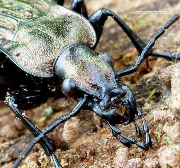 Granulated ground beetle - Carabus granulatus | Fotografijos autorius : Romas Ferenca | © Macronature.eu | Macro photography web site