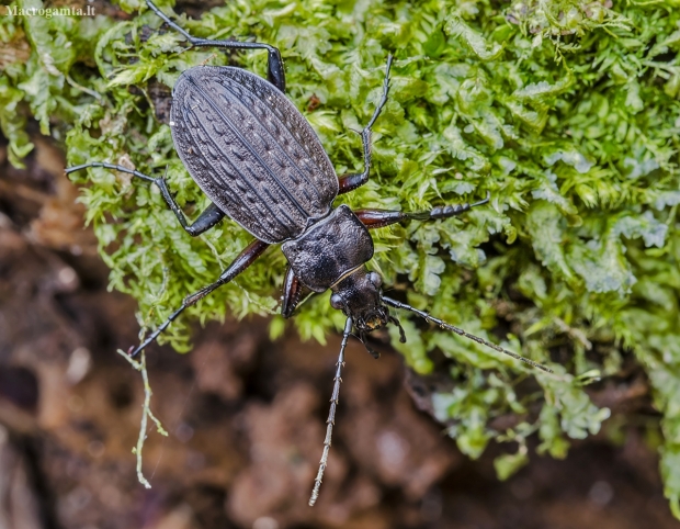 Granulated ground beetle - Carabus granulatus | Fotografijos autorius : Kazimieras Martinaitis | © Macronature.eu | Macro photography web site