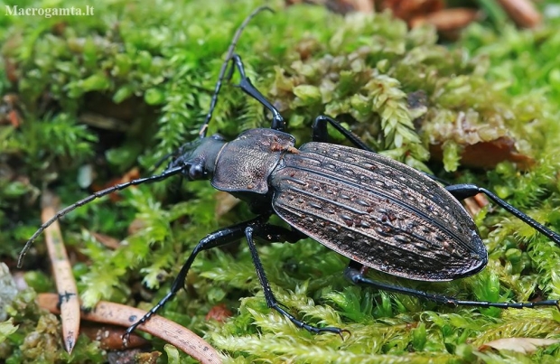 Granulated ground beetle - Carabus granulatus | Fotografijos autorius : Gintautas Steiblys | © Macronature.eu | Macro photography web site