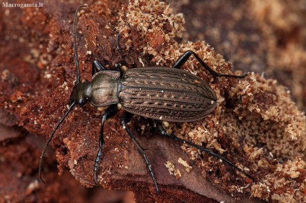 Granulated ground beetle - Carabus granulatus | Fotografijos autorius : Žilvinas Pūtys | © Macronature.eu | Macro photography web site