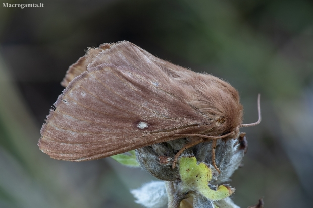 Grass Eggar - Lasiocampa trifolii ♀ | Fotografijos autorius : Žilvinas Pūtys | © Macronature.eu | Macro photography web site
