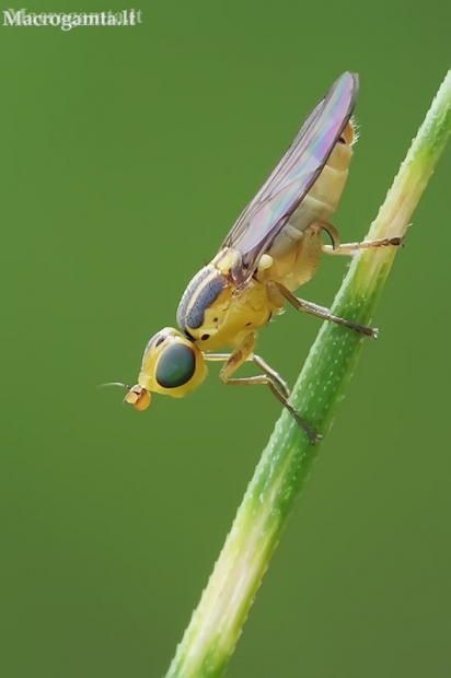 Grass Fly - Meromyza sp. | Fotografijos autorius : Gintautas Steiblys | © Macronature.eu | Macro photography web site