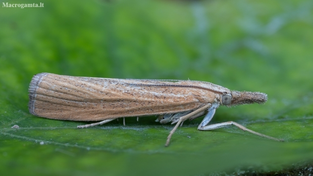 Grass Moth - Pediasia luteella | Fotografijos autorius : Žilvinas Pūtys | © Macronature.eu | Macro photography web site