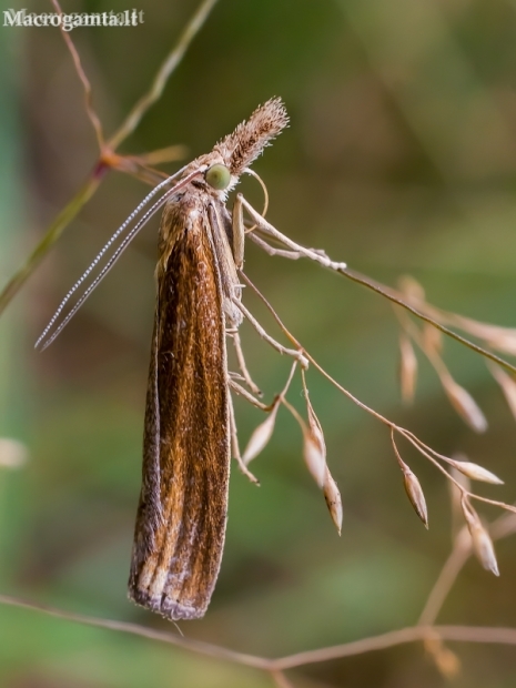 Grass Moth - Pediasia luteella | Fotografijos autorius : Oskaras Venckus | © Macronature.eu | Macro photography web site