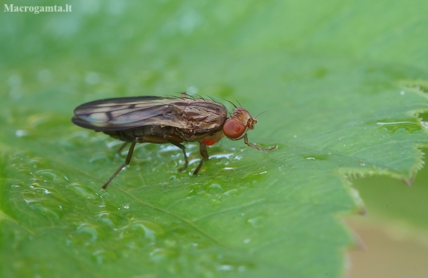 Grass fly - Opomyza germinationis | Fotografijos autorius : Gintautas Steiblys | © Macronature.eu | Macro photography web site