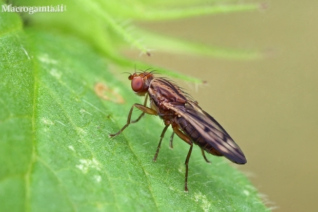 Grass fly - Opomyza germinationis | Fotografijos autorius : Gintautas Steiblys | © Macronature.eu | Macro photography web site