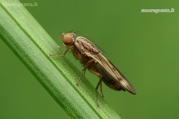 Grass fly - Opomyza germinationis | Fotografijos autorius : Gintautas Steiblys | © Macronature.eu | Macro photography web site