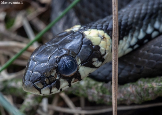 Grass snake - Natrix natrix | Fotografijos autorius : Žilvinas Pūtys | © Macronature.eu | Macro photography web site