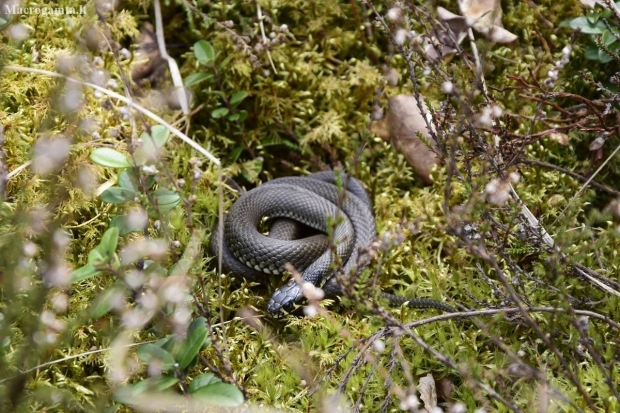 Grass snake - Natrix natrix | Fotografijos autorius : Jogaila Mackevičius | © Macronature.eu | Macro photography web site