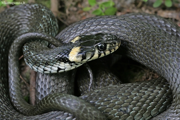 Grass snake - Natrix natrix | Fotografijos autorius : Gintautas Steiblys | © Macronature.eu | Macro photography web site