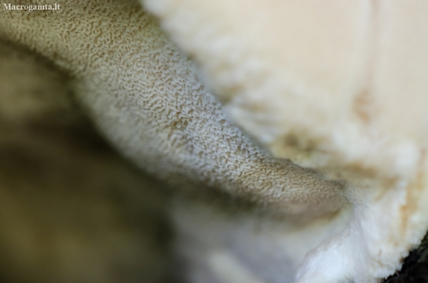 Pleišėtasis auksaporis - Aurantiporus fissilis | Fotografijos autorius : Darius Baužys | © Macronature.eu | Macro photography web site