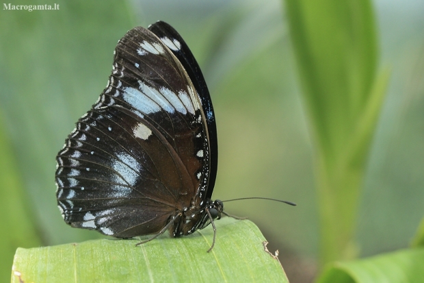 Great Eggfly - Hypolimnas bolina ♂ | Fotografijos autorius : Gintautas Steiblys | © Macronature.eu | Macro photography web site