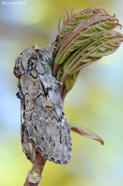 Great Prominent - Peridea anceps | Fotografijos autorius : Arūnas Eismantas | © Macronature.eu | Macro photography web site