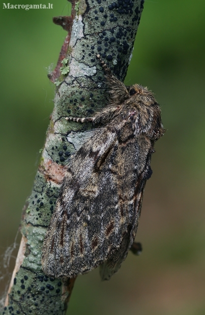 Great Prominent - Peridea anceps | Fotografijos autorius : Gintautas Steiblys | © Macronature.eu | Macro photography web site