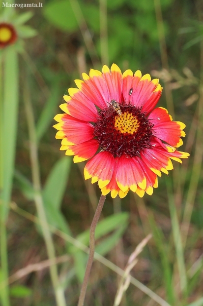 Great blanketflower - Gaillardia aristata | Fotografijos autorius : Gintautas Steiblys | © Macronature.eu | Macro photography web site