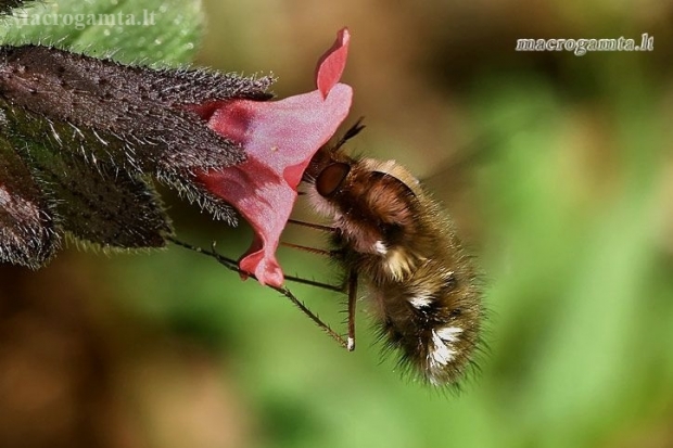 Greater bee fly - Bombylius major  | Fotografijos autorius : Gintautas Steiblys | © Macronature.eu | Macro photography web site