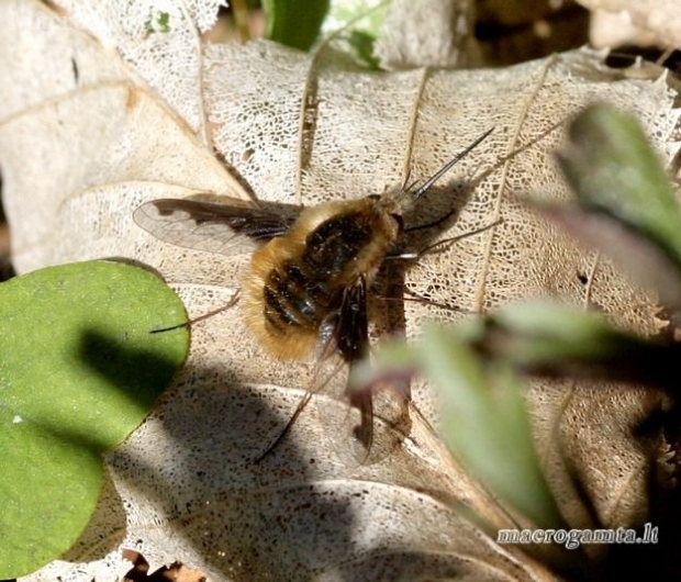 Greater bee fly - Bombylius major  | Fotografijos autorius : Rasa Gražulevičiūtė | © Macronature.eu | Macro photography web site