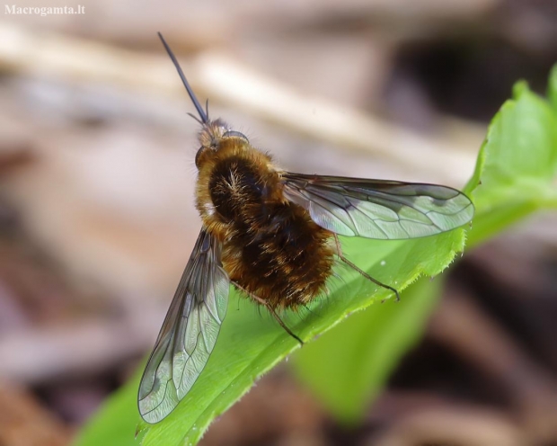 Greater bee fly - Bombylius major | Fotografijos autorius : Romas Ferenca | © Macronature.eu | Macro photography web site
