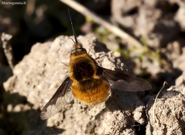Greater bee fly - Bombylius major | Fotografijos autorius : Kazimieras Martinaitis | © Macronature.eu | Macro photography web site