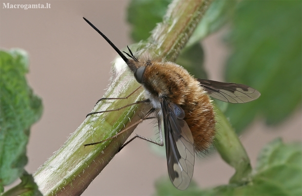 Greater bee fly - Bombylius major | Fotografijos autorius : Gintautas Steiblys | © Macronature.eu | Macro photography web site