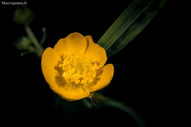 Greater spearwort - Ranunculus lingua | Fotografijos autorius : Joana Katina | © Macrogamta.lt | Šis tinklapis priklauso bendruomenei kuri domisi makro fotografija ir fotografuoja gyvąjį makro pasaulį.