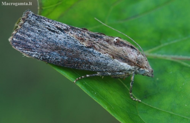 Greater wax moth - Galleria mellonella | Fotografijos autorius : Gintautas Steiblys | © Macronature.eu | Macro photography web site
