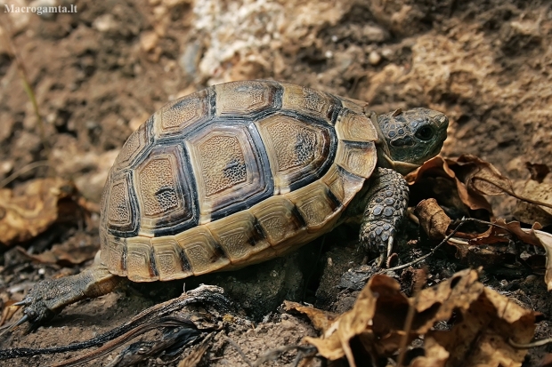 Greek tortoise - Testudo graeca, juv. | Fotografijos autorius : Gintautas Steiblys | © Macronature.eu | Macro photography web site
