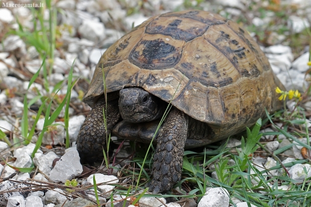 Greek tortoise - Testudo graeca | Fotografijos autorius : Gintautas Steiblys | © Macronature.eu | Macro photography web site