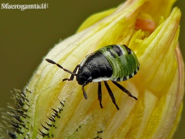 Medinė skydblakė - Palomena prasina, nimfa | Fotografijos autorius : Darius Baužys | © Macronature.eu | Macro photography web site