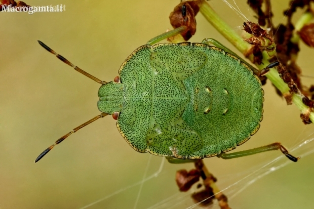 Medinė skydblakė - Palomena prasina, nimfa  | Fotografijos autorius : Gintautas Steiblys | © Macronature.eu | Macro photography web site