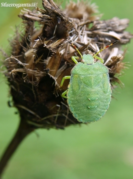 Green Shieldbug - Palomena prasina, nymph | Fotografijos autorius : Nomeda Vėlavičienė | © Macronature.eu | Macro photography web site