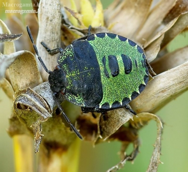 Green Shieldbug - Palomena prasina, nymph | Fotografijos autorius : Romas Ferenca | © Macronature.eu | Macro photography web site