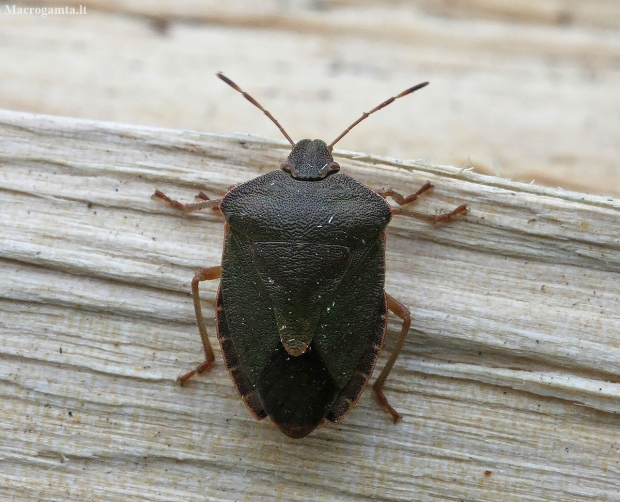 Green Shieldbug - Palomena prasina | Fotografijos autorius : Vytautas Gluoksnis | © Macronature.eu | Macro photography web site