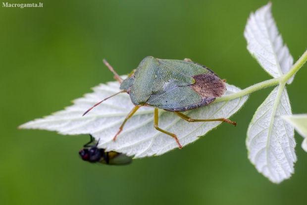 Green Shieldbug - Palomena prasina | Fotografijos autorius : Darius Baužys | © Macronature.eu | Macro photography web site