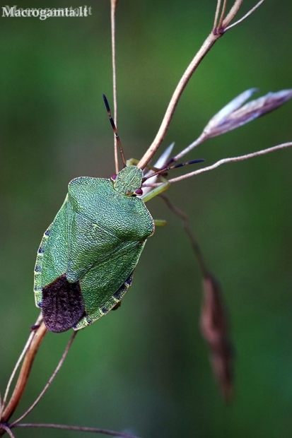 Green Shieldbug - Palomena prasina | Fotografijos autorius : Vilius Grigaliūnas | © Macronature.eu | Macro photography web site