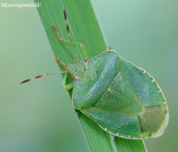 Green Shieldbug - Palomena prasina | Fotografijos autorius : Gediminas Gražulevičius | © Macronature.eu | Macro photography web site