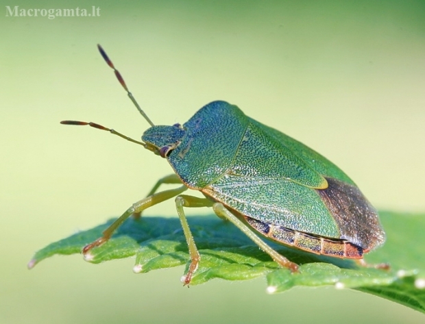 Green Shieldbug - Palomena prasina | Fotografijos autorius : Gediminas Gražulevičius | © Macronature.eu | Macro photography web site