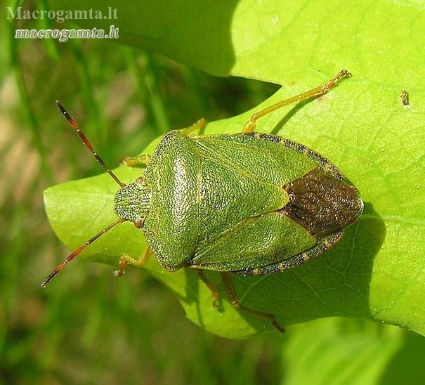 Green Shieldbug - Palomena prasina | Fotografijos autorius : Algirdas Vilkas | © Macronature.eu | Macro photography web site