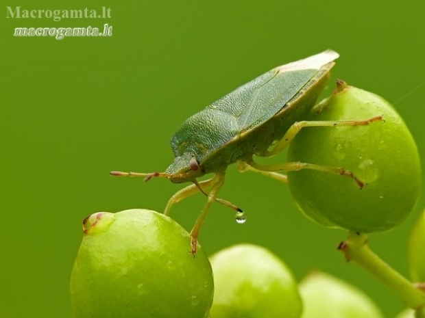 Medinė skydblakė - Palomena prasina | Fotografijos autorius : Darius Baužys | © Macronature.eu | Macro photography web site