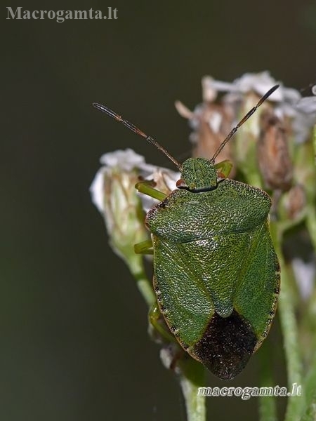 Green Shieldbug - Palomena prasina | Fotografijos autorius : Darius Baužys | © Macronature.eu | Macro photography web site