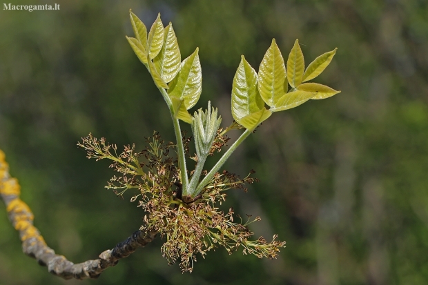 Plaukuotasis uosis - Fraxinus pennsylvanica | Fotografijos autorius : Gintautas Steiblys | © Macrogamta.lt | Šis tinklapis priklauso bendruomenei kuri domisi makro fotografija ir fotografuoja gyvąjį makro pasaulį.