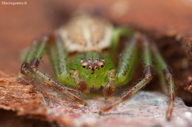 Green crab spider - Diaea dorsata ♂ | Fotografijos autorius : Žilvinas Pūtys | © Macronature.eu | Macro photography web site